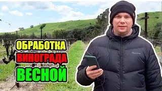 Обработка винограда весной от болезней и вредителей
