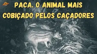 PACA  O animal mais cobiçado pelos caçadores