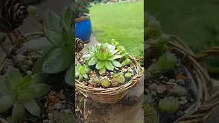 Мобильный декор для сада из молодил/каменных роз 🧚‍♀️ # Mobile Gartendeko von Sempervivum 🧚‍♂️💡
