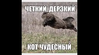 Гайд Танк   котовод по версии JIeB aP