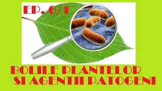 Ep. 6. Bolile plantelor și agenții patogeni( partea 1)/ Despre microorganisme- Simplu!