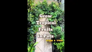 Tipps and tricks to grow tropical fruit trees in containers