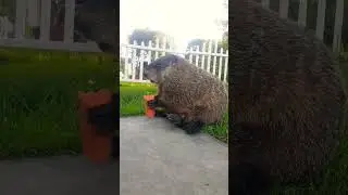 Sparkle Sitting On His Cute Bum Bum Eating #groundhog #carrot #chewing #backyard #eating #adorable