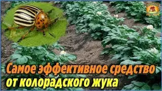 Самое эффективное народное средство от колорадского жука. Дачные советы огородникам