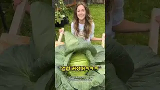 집에서 거대한 양상추를 키울 수 있을까?