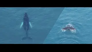 Humpback Whale in the UK | Newquay 2025
