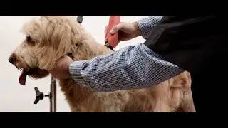 Wahl Professional Grooming KM Cordless Clip