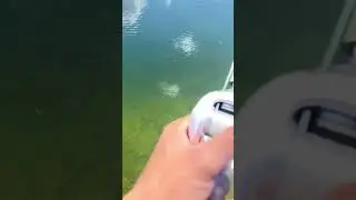 Clear water crank bait action