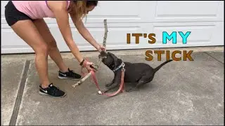 My Dog Brings Sticks Home | Won't Give Up Stick