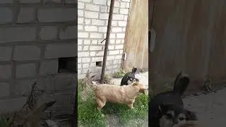 Боня и Хвостик