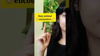 Rare animal encounters 😳 #shorts #viralvideo #trending