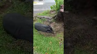 Shock! Two giant sleeping boars in the streets of San Juan, Puerto Rico