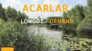 Acarlar Longoz Ormanı - Sakarya 