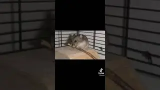 Геймплей хомяка