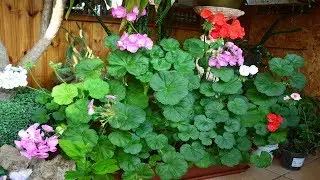 Potted plants in my life. I answer the questions of lovers of indoor plants.