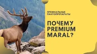 АЛТАЙСКИЕ ПАНТЫ МАРАЛА  | Почему Premium Maral?