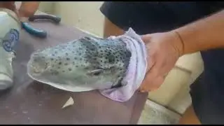 Рыба Тетрадон Побеждает ВСЕХ Иглобрюх надкусывает пивную банку