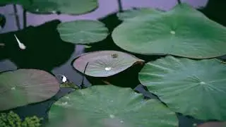 Lotus Leaves Floating in the Water