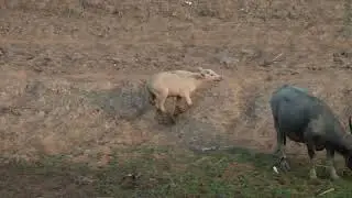Ubon Ratchatani. Water buffalo on the banks of the Moon River