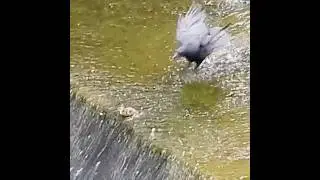 Crow Attack! 💥 Duckling Escapes with a Desperate Dive 🐤🦆