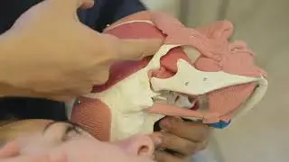 ZOGA FACE INTEGRATION