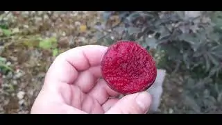 #Lykhny