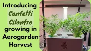 Introducing Confetti Cilantro growing in Aerogarden Harvest Hydroponics System