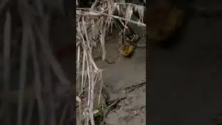 ular besar terjebak di bambu belakang rumah ular python sowo kembang