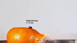Fly Reaction Time Test