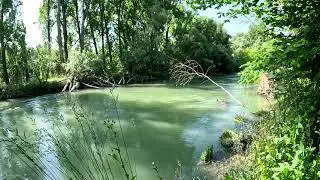 Spaziergang mit Hund an einem der schönsten Altrheinarme der Pfalz - Natur pur