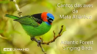 Cantos das aves da Mata Atlântica - Atlantic Forest Singing Birds