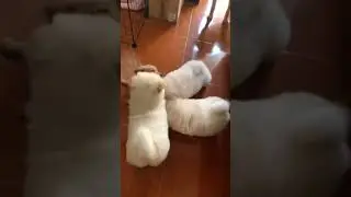 Golden retriever vs 3 chowchow insane battle #chowchow #goldenretriever