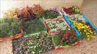 גינה שהקמתי בחיפה עם המון פרחים צבעוניים