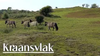 Kraansvlak - on the lookout for European Bisons in Zuid-Kennemerland National Park | 4K