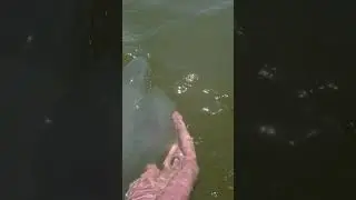 Азовское море. Много медуз