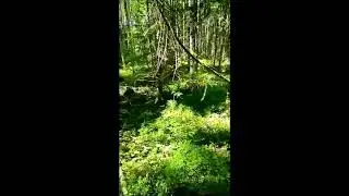 Битва собаки (масик) с барсуком!!!