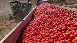 Makina İle Salçalık Domates Hasat