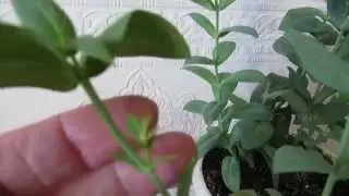 МАРТ(часть2) ПРОБУЖДЕНИЕ ЭУСТОМЫ.