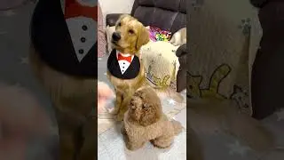 Teach Your Golden To Spin🐶#goldenretriever #poodle #shorts #spin #learning #funnydog #dogtricks