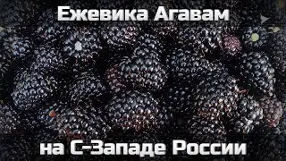 Ежевика Агавам на Северо-Западе России