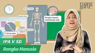 ruangbelajar - IPA V SD - Rangka Manusia | bimbel online