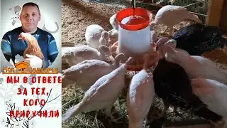 Как лечить гистомоноз у индюков. 