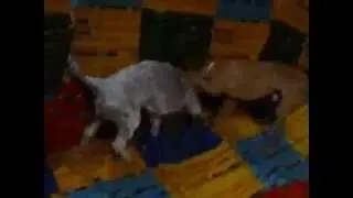 Cucù e tetè: Aisha e Manù