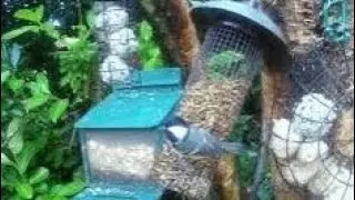 Small Birds On Autumn Sunday Visit To My Cottage Garden Scone Perth Perthshire Scotland