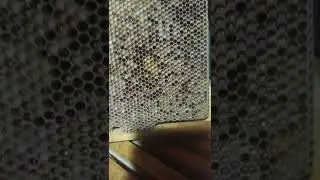 Самый лучший белковый корм для пчёл!