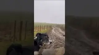 This what a shepherds dog really does #shorts 😮
