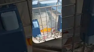 Маечка заболела, предполагаю чумка, едем в больницу😥