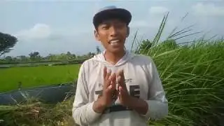 TUTORIAL NGARIT YANG BAIK DAN BENAR