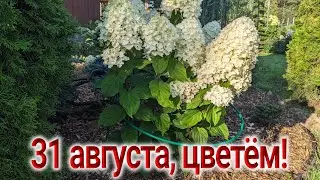 Обзор сада/Гортензии,розы,верески....