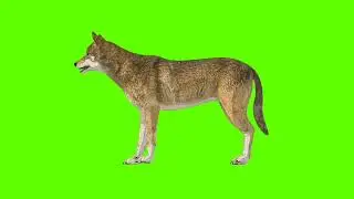 Green Screen Background Correcter In Dog #talking Left Side #animation #video  #youtube #greenscreen